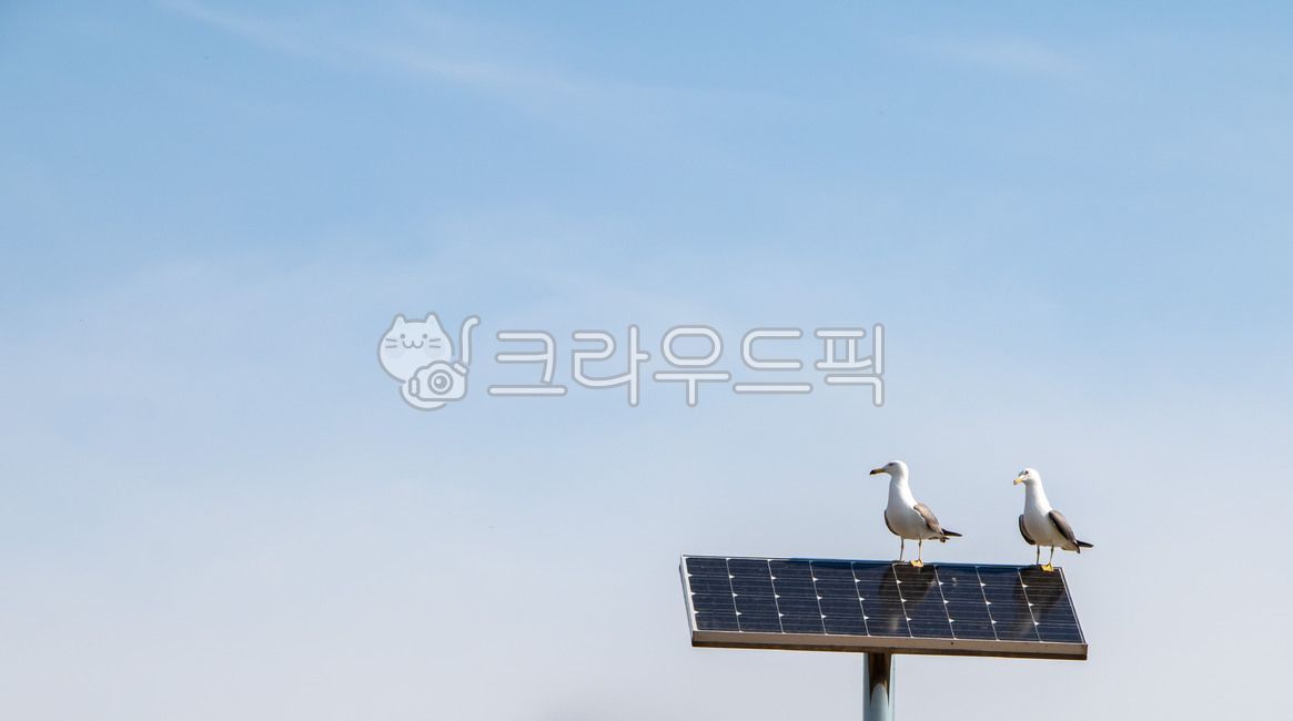 갈메기,푸른하늘,가로등,짝,새,bird,animal