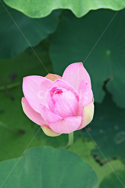 연꽃,꽃,꽃잎,연잎,식물