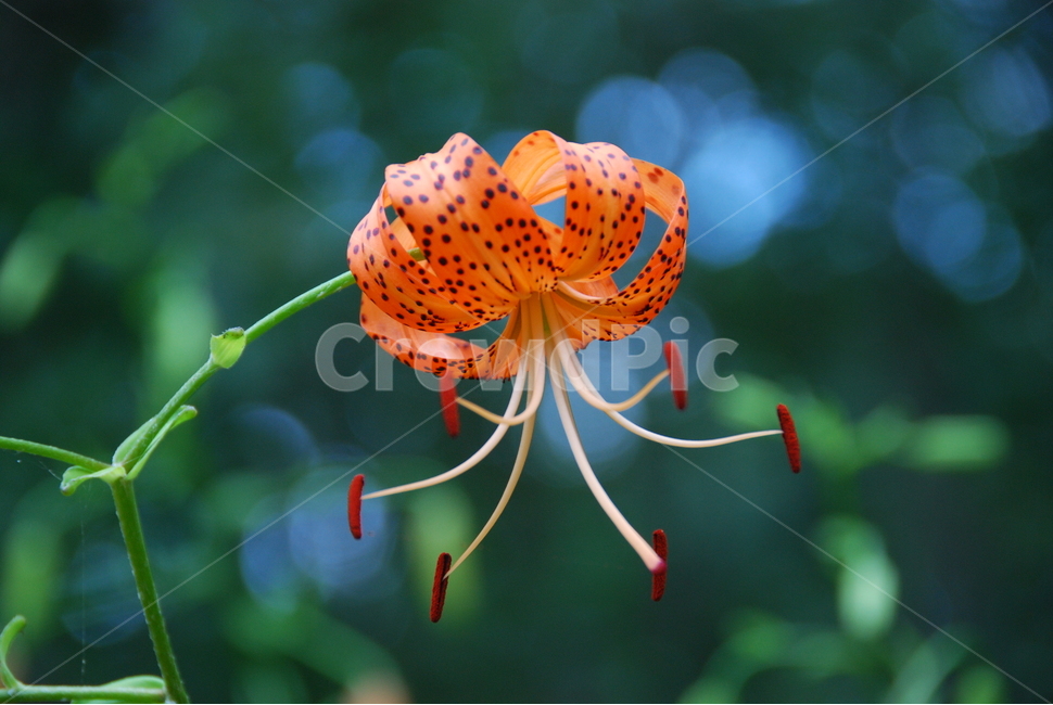 나리꽃,자연,여름,식물,꽃,아름다움,식물,자연,plants,nature,꽃,flower,색깔,색상,색채,색감,color sense,color sensitivity,feeling of color