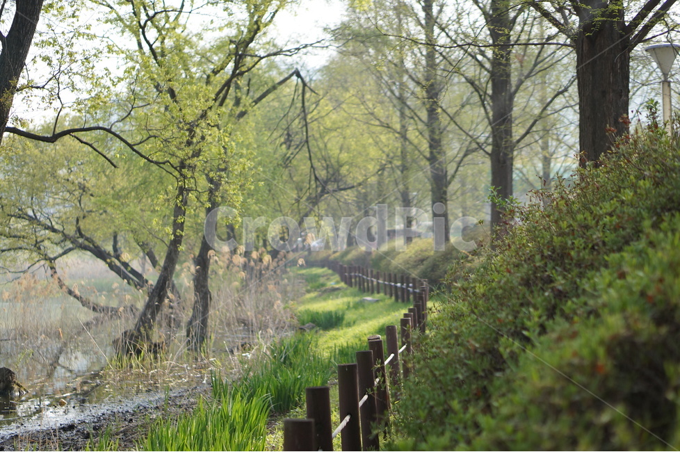 신정호수,물,나무,봄,연두,아침,자연,풍경,nature,landscape