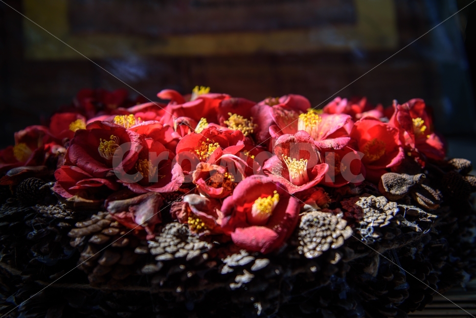 동백,동백꽃,빨강,백그라운드,감성,떨어지다,예쁜,camelliaflower,flower,red,background,sensitive,식물,자연,plants,nature,꽃,flower