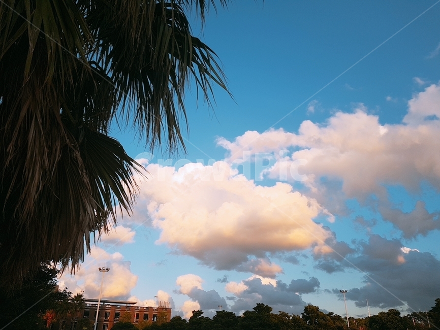 야자수,구름,하늘,sky,cloud,palm,나무,자연,풍경,nature,landscape,summer,여름,outdoors,옥외