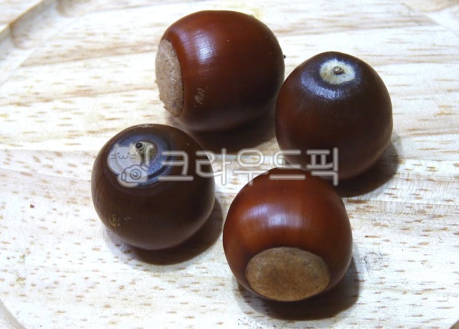 상수리,상수리열매,가을열매,상수리나무열매,plant,식물