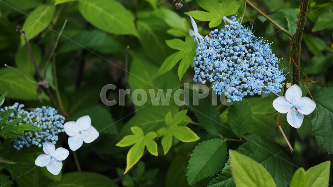 야생화,꽃,green,wildflower,flowers,park,공원