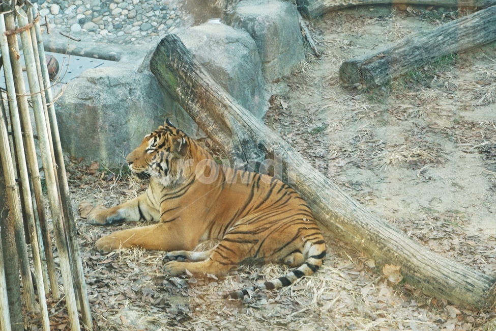 동물,야생,호랑이,줄무늬,육식,nature,자연,tiger,animail,animalpark,park,동물보호,동물,animal,포유류,mammal
