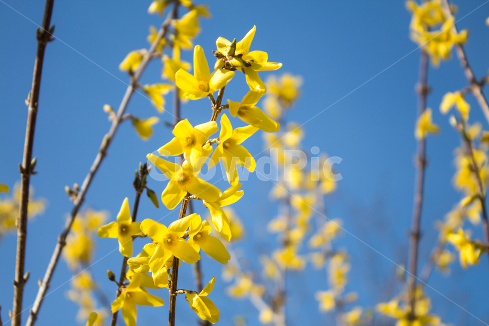 개나리꽃,꽃,flower,blossom,자연,nature,봄,spring,식물,자연,plants,nature,꽃,flower