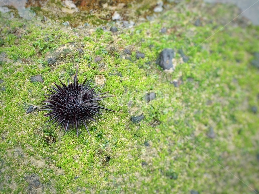 성게,바다,바닷가,물,돌,조약돌,일렁임,갯벌,제주도,seaurchin,sea,ocean,coast,beach,water,swaying,clearwater,rock,mudflat