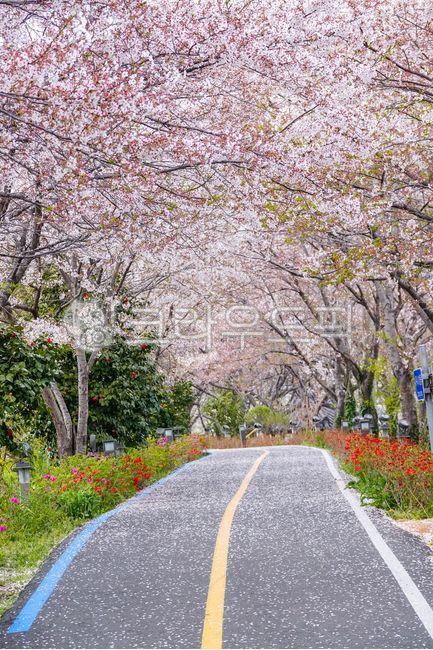 봄,벚꽃,벚꽃길,자전거길,산책길,나무,벚꽃터널,아스팔트,개화,만개,나주시,flower,blossom,봄,계절,spring,season
