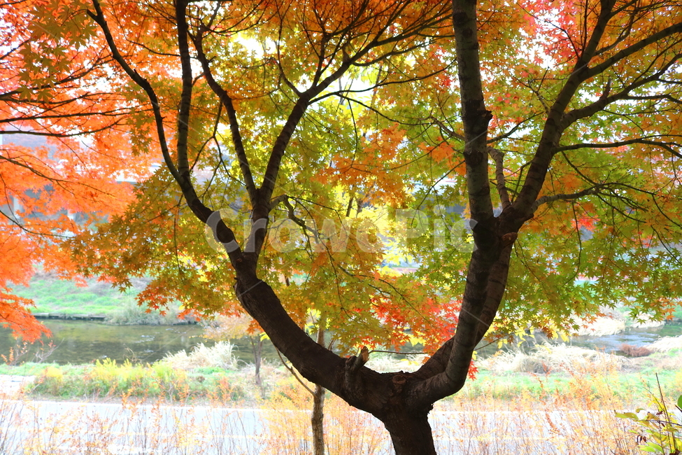 나무,단풍,단풍나무,식물,가을,자연,가을,계절,fall,autumn,season,식물,자연,plants,nature,나무,trees,wood,tree,plant,tree trunk,나무 줄기