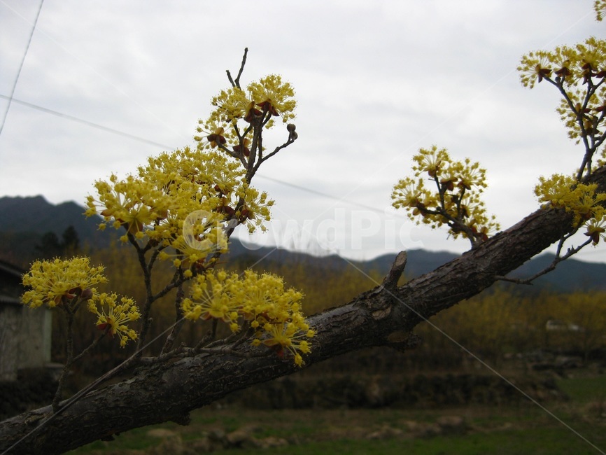 산수화,봄꽃,봄,spring,나무,노랑,yellow,구례