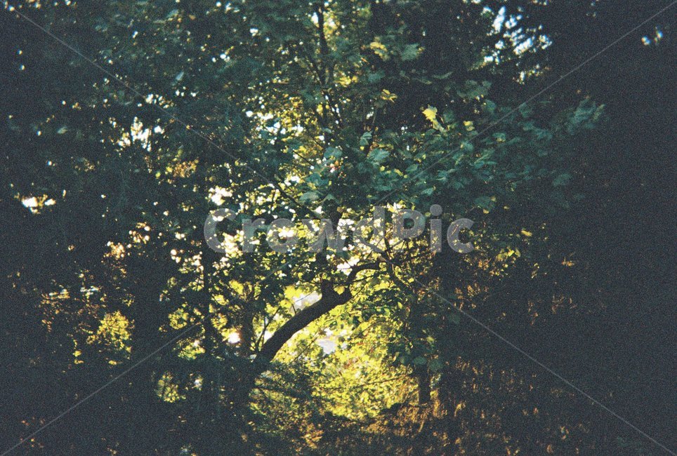 nature,자연,나무,풀숲,tree