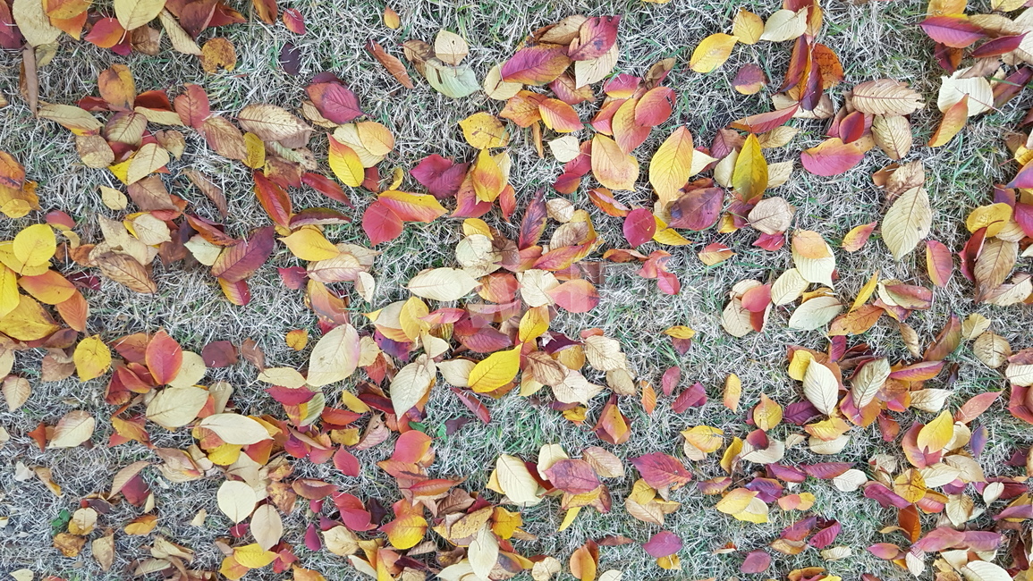 낙엽,단풍,가을,단풍잎,나뭇잎,fall,잔디
