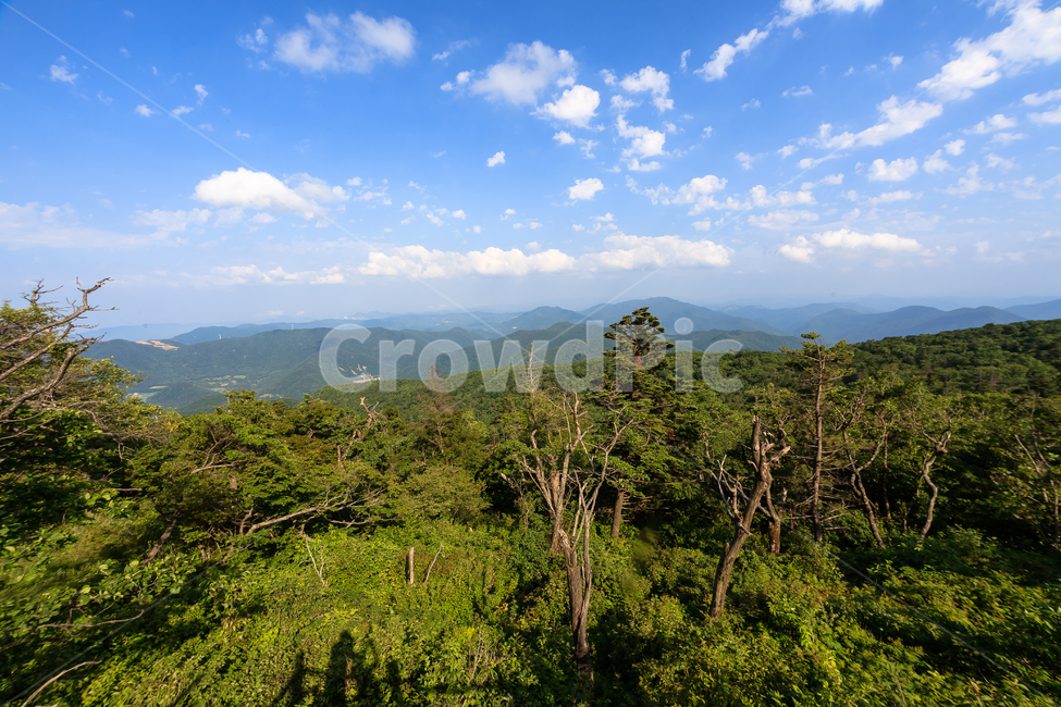 알펜시아,강원도,환경,농촌,구름,숲,공원,맑은,풍경,여름,자연,풍경,nature,landscape,outdoors,옥외,weather,날씨