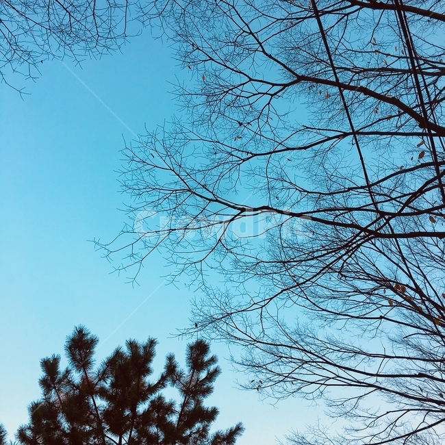 sky,blue,color,nature,tree branch,tree