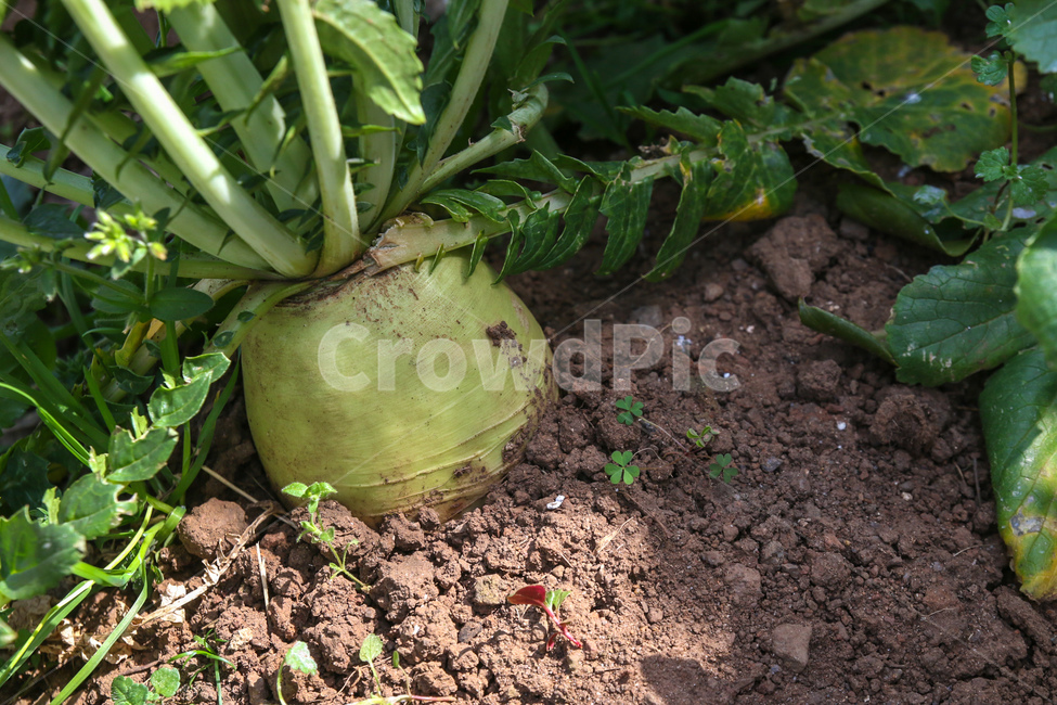 무,자연,밭,농사,plant,식물,순무,야채,음식,vegetable