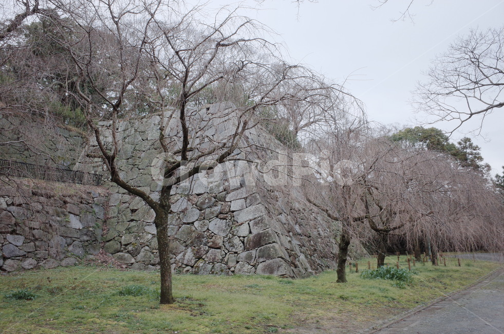 plant,식물,tree,나무,벛꽃