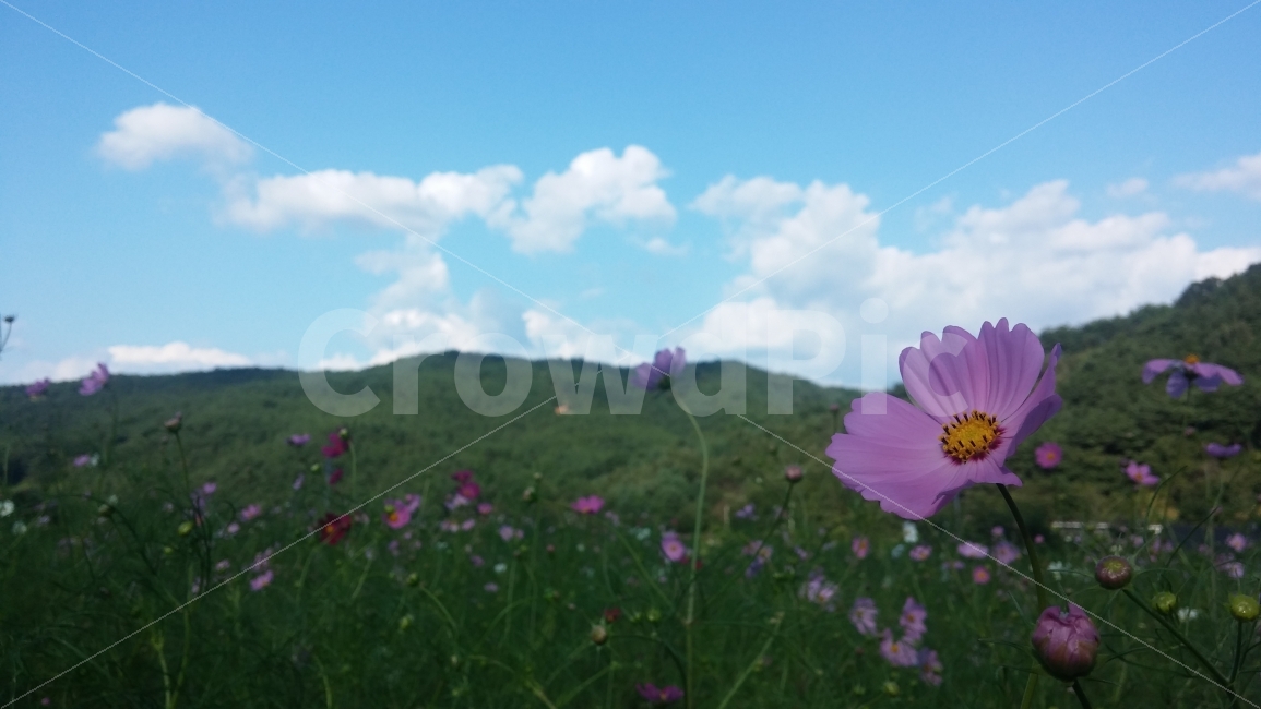 하동,코스모스,가을,풍경,하늘,자연,풍경,nature,landscape,가을,계절,fall,autumn,season,식물,plants,꽃,flower,plant,blossom,daisies,데이지,daisy