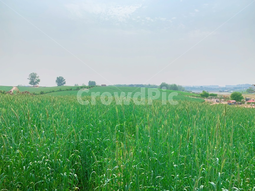자연,nature,grass,잔디,plant,field,들,목초지,식물,청보리,하늘,sky