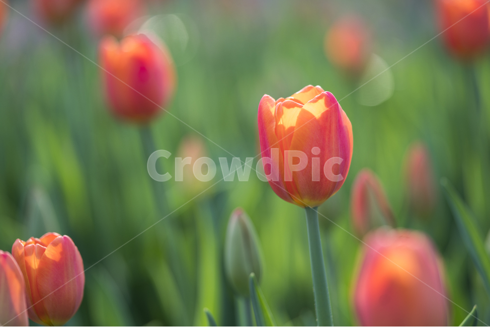 자연,꽃,식물,봄,감성,봄,계절,spring,season,식물,자연,plants,nature,꽃,flower,감성,sensible,feeling,색깔,색상,색채,색감,color sense,color sensitivity,feeling of color,plant,blossom