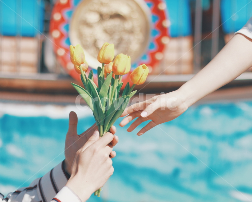 고백,꽃,사랑,커플,젊음