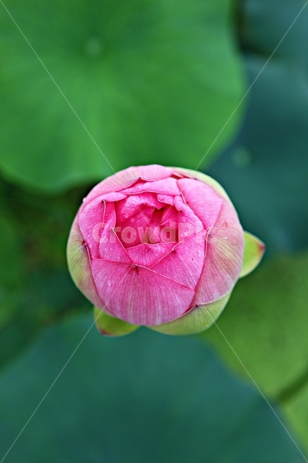 연꽃,꽃,연잎,잎,식물