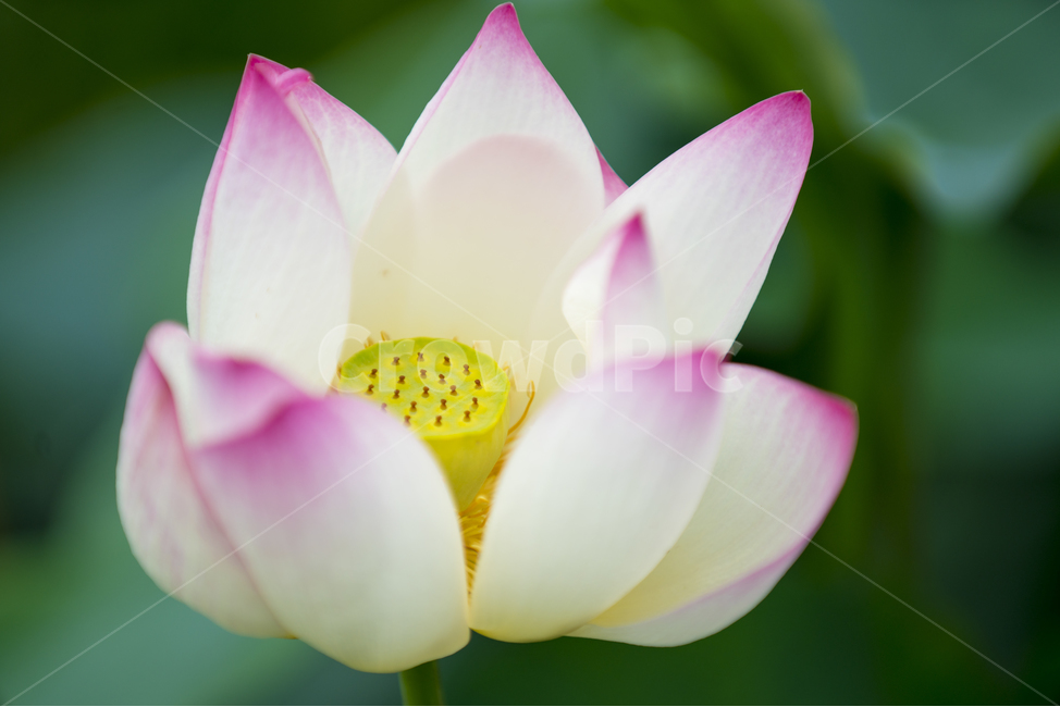 연꽃,여름,매크로,lotus,연꽃잎,식물,자연,plants,nature,꽃,flower
