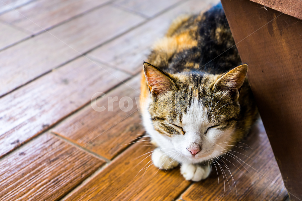 wood,나무,고양이,cat,낮잠,nap,따뜻한,warm,동물,animal,포유류,mammal,고양이,cat,kitten,kitty