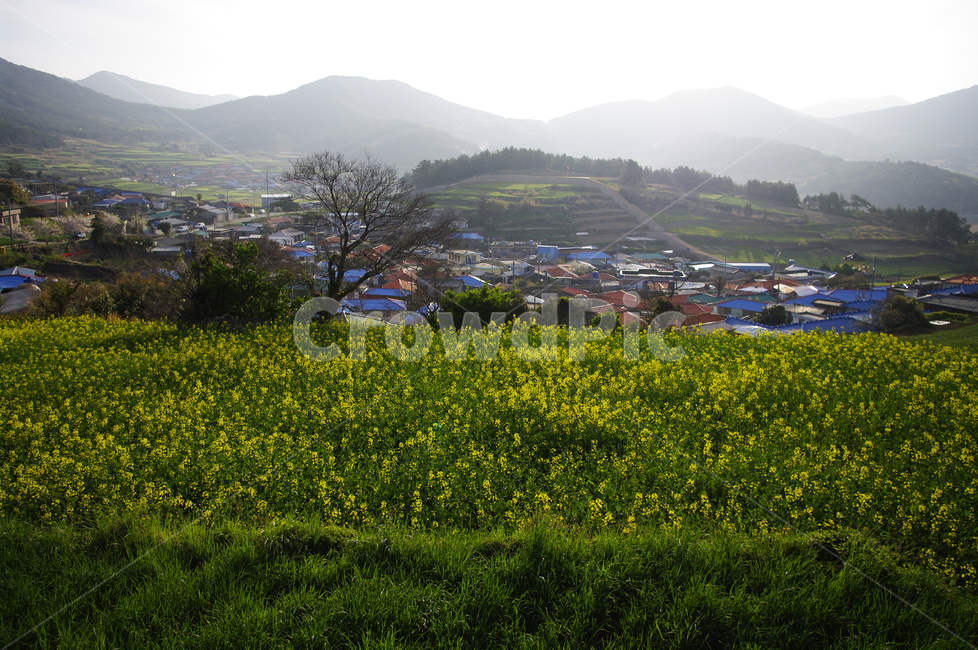 유채꽃,꽃밭,꽃,flower,계절,봄,spring,풍경,마을,산,밭,시골,청산도,봄,계절,spring,season,시골,마을,풍경,landscape,country,rural,town,nature,자연,outdoors,옥외,grassland,목초지,field,들