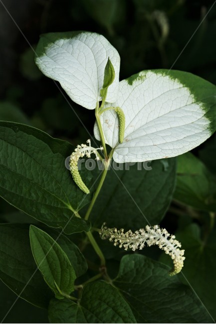 삼백초,삼백초과,멸종위기야생생물2급,여러해살이풀,야생화,식물,자연,plants,nature