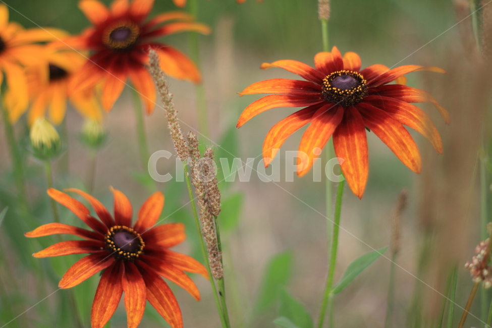 꽃,국화,가을,정원,꽃밭,식물,자연,plants,nature,꽃,flower