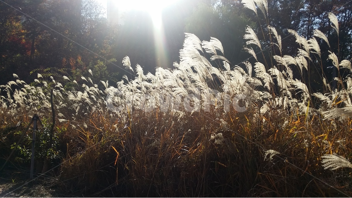 갈대,갈대밭,억새,억새밭,가을,풍경,reed,autumn,가을,계절,fall,autumn,season,식물,자연,plants,nature,grass,잔디,plant,lawn