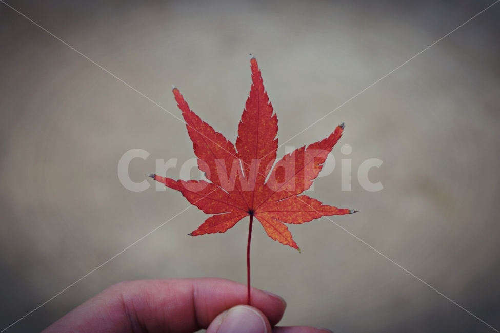 가을,단풍잎,maple,fall,가을사진,빨간단풍잎,여행,travel,서울,대한민국,가을,계절,fall,autumn,season,식물,자연,plants,nature,사람,인물,인간,human,person,신체일부,몸,body,감성,sensible,feeling,plant,leaf,잎,tree,나무