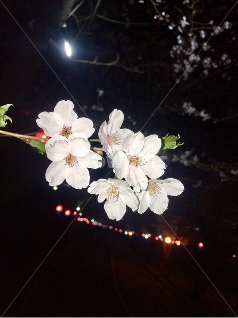 봄,꽃,나들이,cherryblassom,flowers,봄꽃