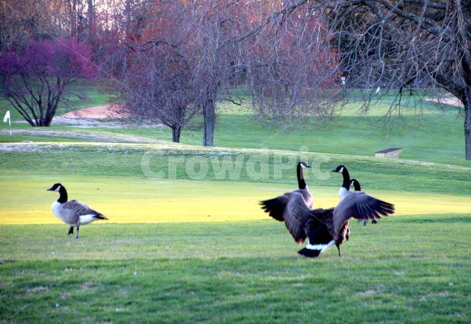 spring,virginia,geese,봄,평화,peace,동물,animal,조류,새,birds