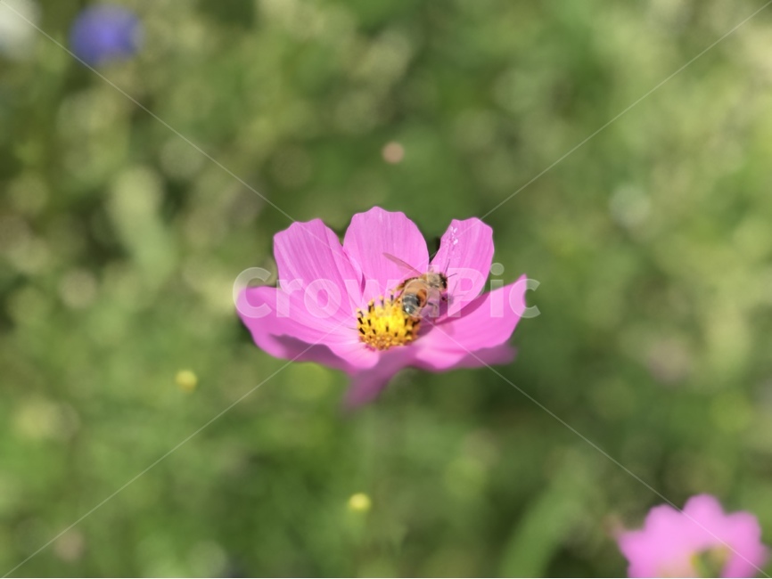 코스모스,벌,가을,코스모스꽃,공생,가을,계절,fall,autumn,season,식물,자연,plants,nature,꽃,flower,동물,animal,곤충,벌레,insect,bug,blossom,geranium,제라늄,plant,invertebrate,무척추 동물,bee,honey bee,꿀벌,anther,꽃밥,petal,꽃잎,anemone,아네모네