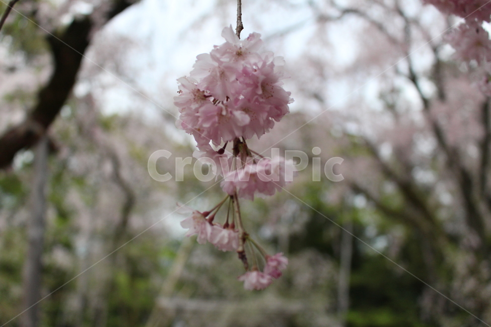 plant,식물,blossom,flower,꽃,cherryblossoms,벚꽃