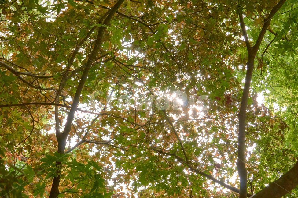나무,wood,풍경,park,식물,자연,공원,nature,감성,Emotion,Landscape