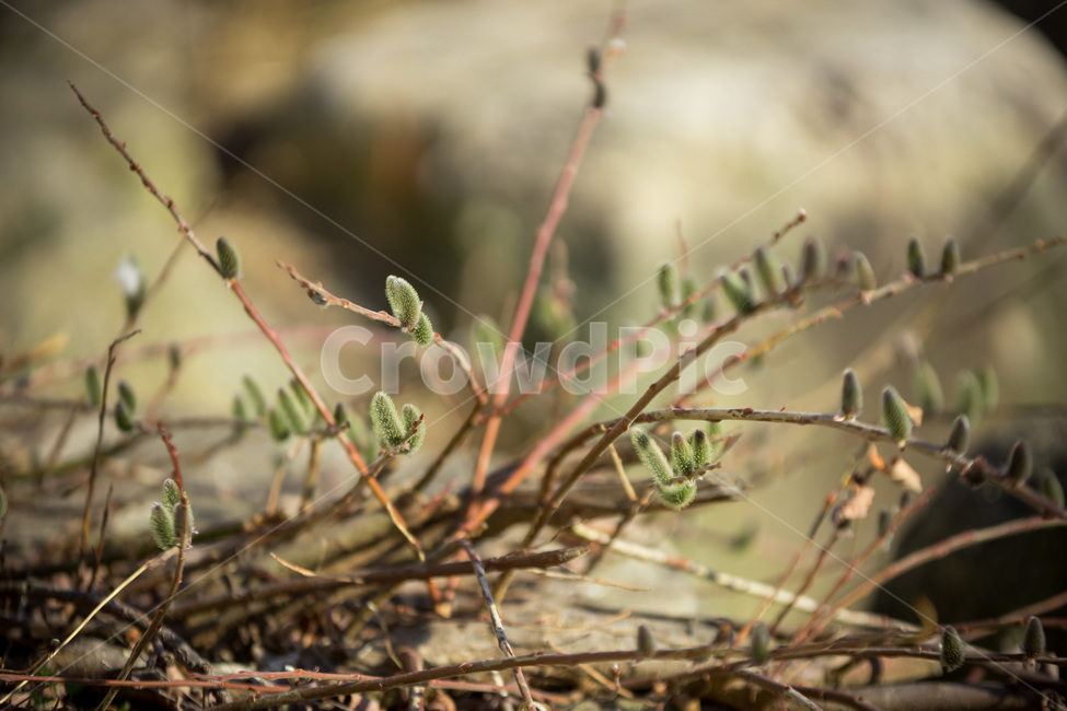 봄,새싹,spring,sprout,클로즈업