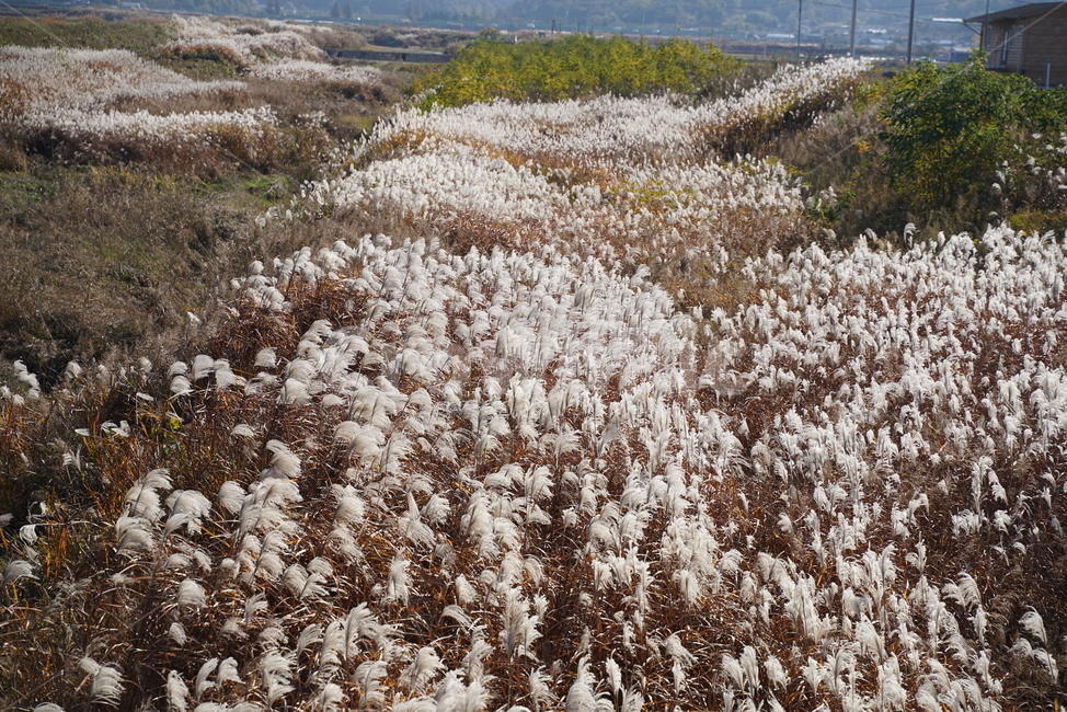 억새,식물,볏과식물,벼목,뿌리줄기,억새풀,eulalia
