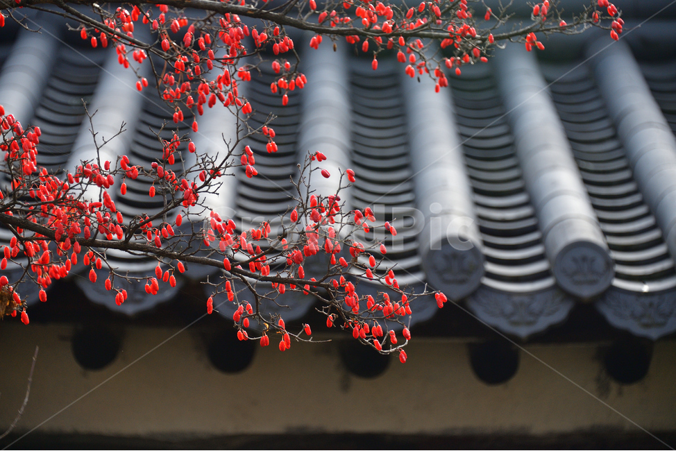 산수유,열매,나무,약용식물,식물,자연,가을