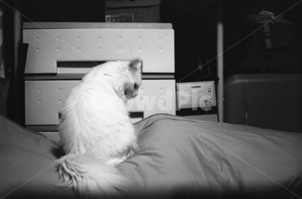 고양이,냥이,고냥이,흑백필름,흑백사진,blackwhite,mamiya,필름사진,동물,animal,포유류,mammal,고양이,cat,kitten,kitty,흑백,모노톤,monochrome,black and white