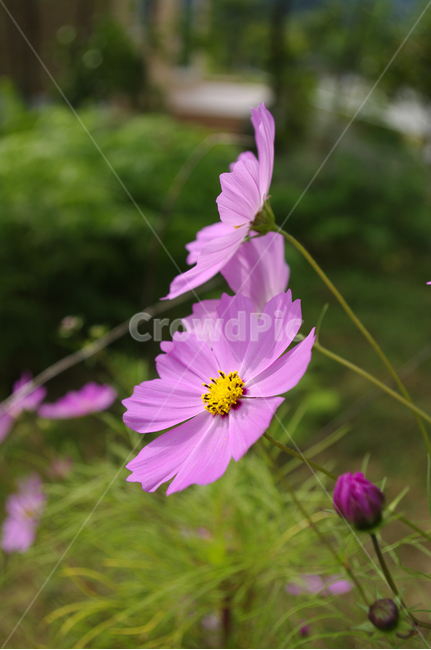 코스모스,가을,꽃,식물,flower,식물,자연,plants,nature,꽃,flower