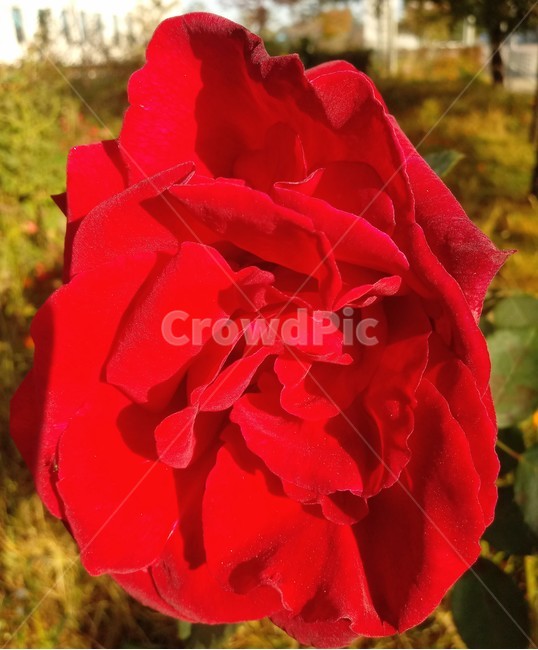 꽃,식물,plant,장미,flower,blossom,식물,자연,plants,nature,꽃,flower