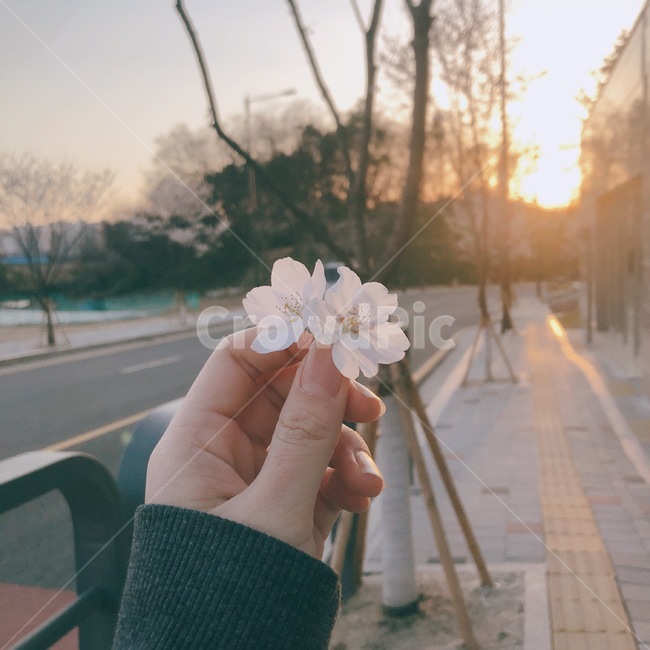 벚꽃,벚꽃들기,봄,역광,배경화면