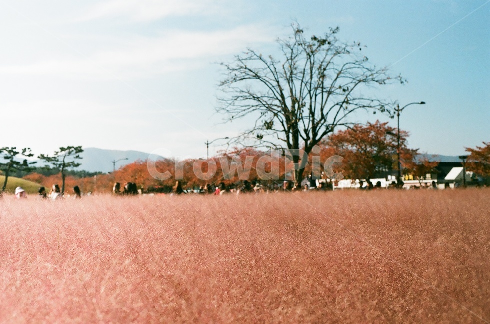 핑크뮬리,경주,풍경,나무,자연,필름사진,가을,계절,fall,autumn,season,자연,풍경,nature,landscape,한국자연풍경,한국자연경관,korea nature landscape,감성,sensible,feeling,색깔,색상,색채,색감,color sense,color sensitivity,feeling of color,outdoors,옥외,field,들,grassland,목초지