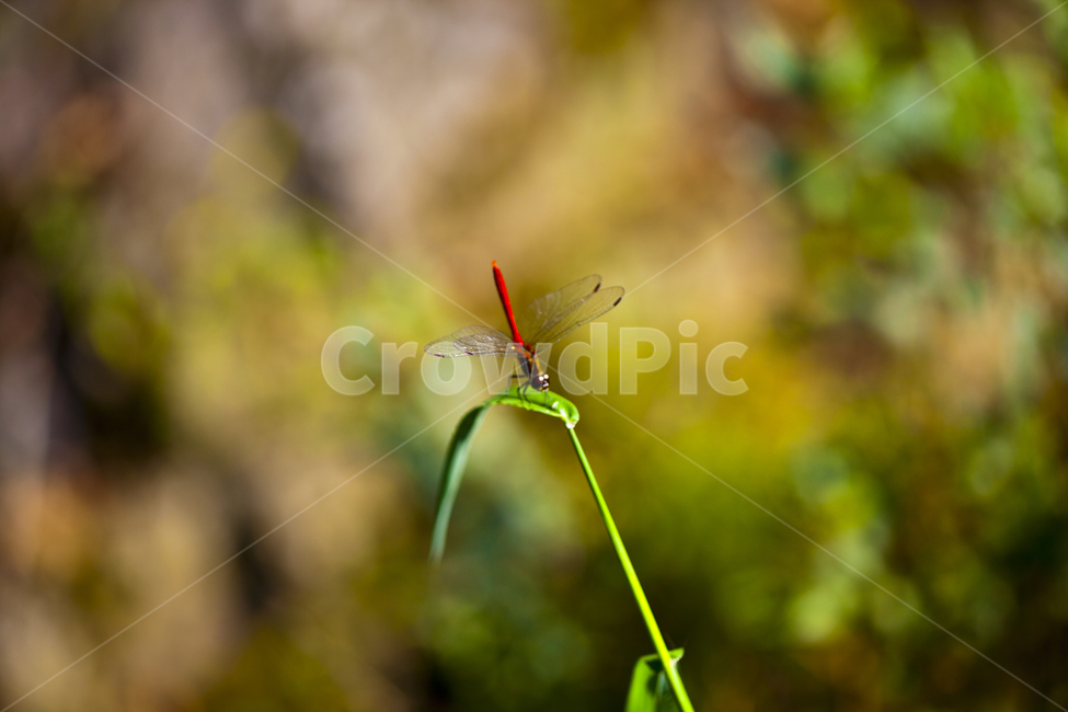 가을,고추잠자리,잠자리,풀잎,곤충,한낮,자연,동물,animal,곤충,벌레,insect,bug