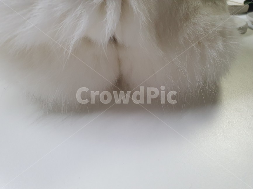고양이,귀여운,고양이빵뎅이,귀여운엉덩이,냥이엉덩이,냥궁뎅