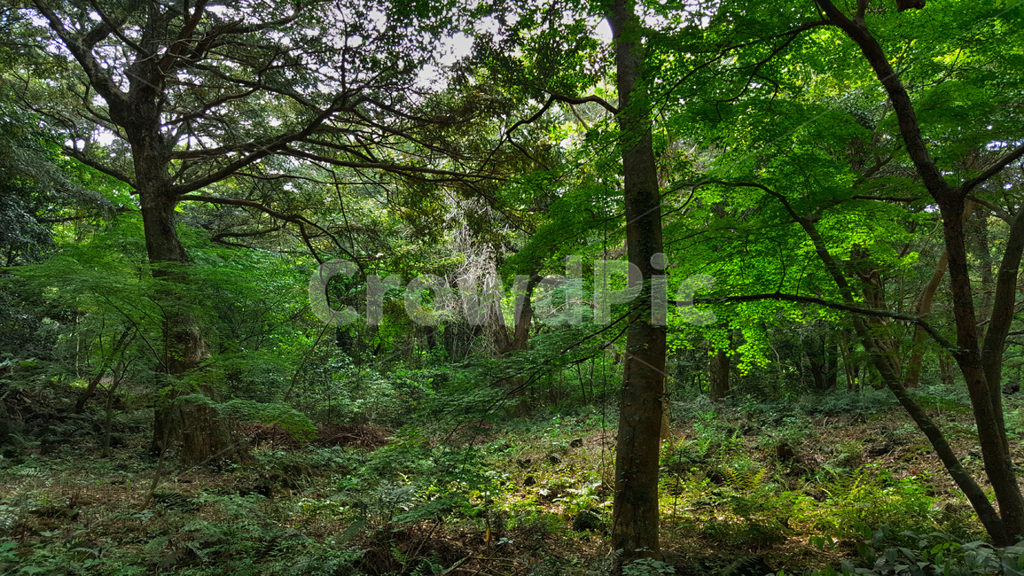비자림,tree,나무,treetrunk,나무줄기,plant,식물,ground,바닥,자연,숲,숲길,자연,풍경,nature,landscape,식물,plants,나무,trees,wood