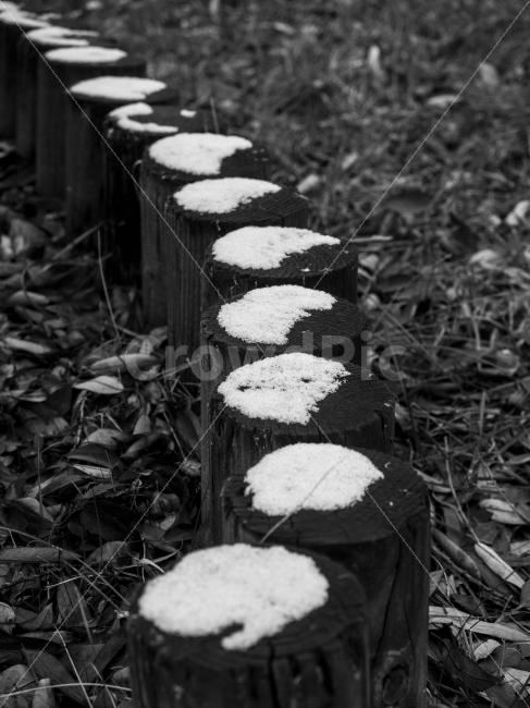 눈,스냅,흑백,snow,snap,monochrome,쓸쓸함,겨울,첫눈,겨울,계절,winter,season