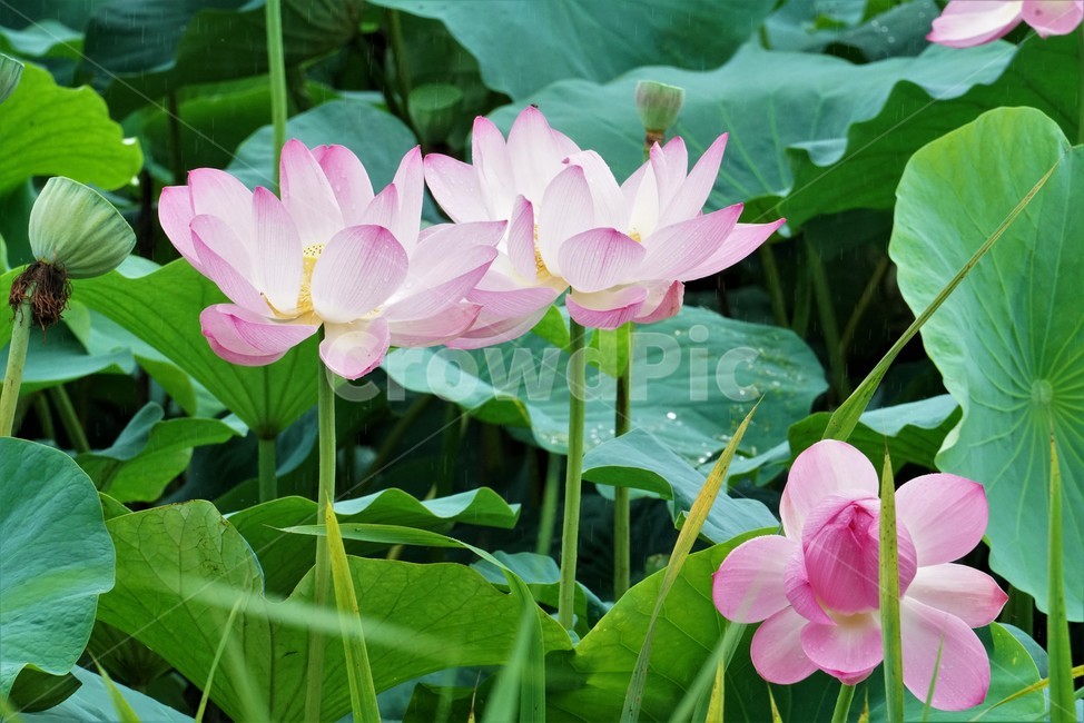 연꽃,련꽃,땅속줄기,lotus,담수초,수중식물,수련과,수초,식물